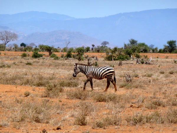 Ein Zebra umgeben von Bäumen in der Savanne.